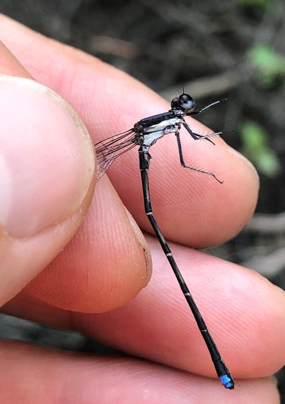 Photo of Blue-tipped Dancer