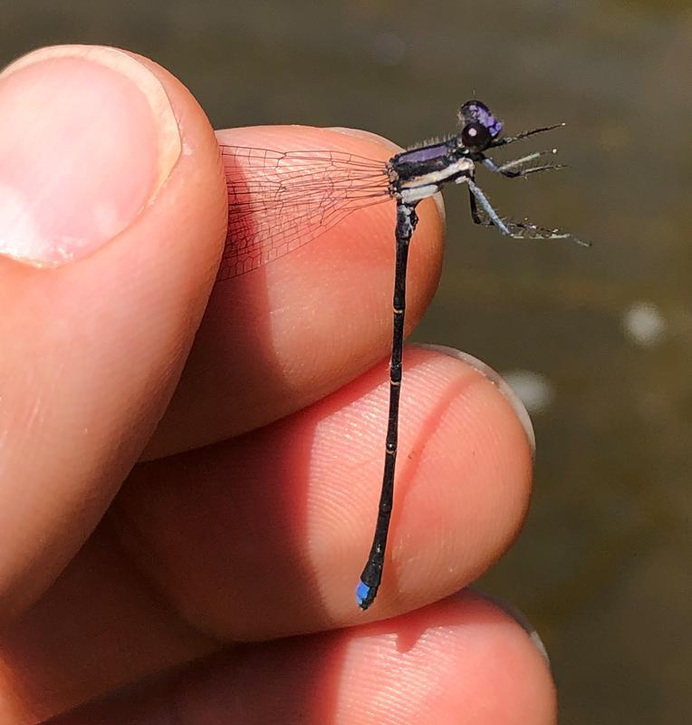 Photo of Blue-tipped Dancer