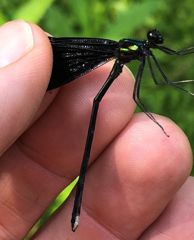 Photo of Ebony Jewelwing