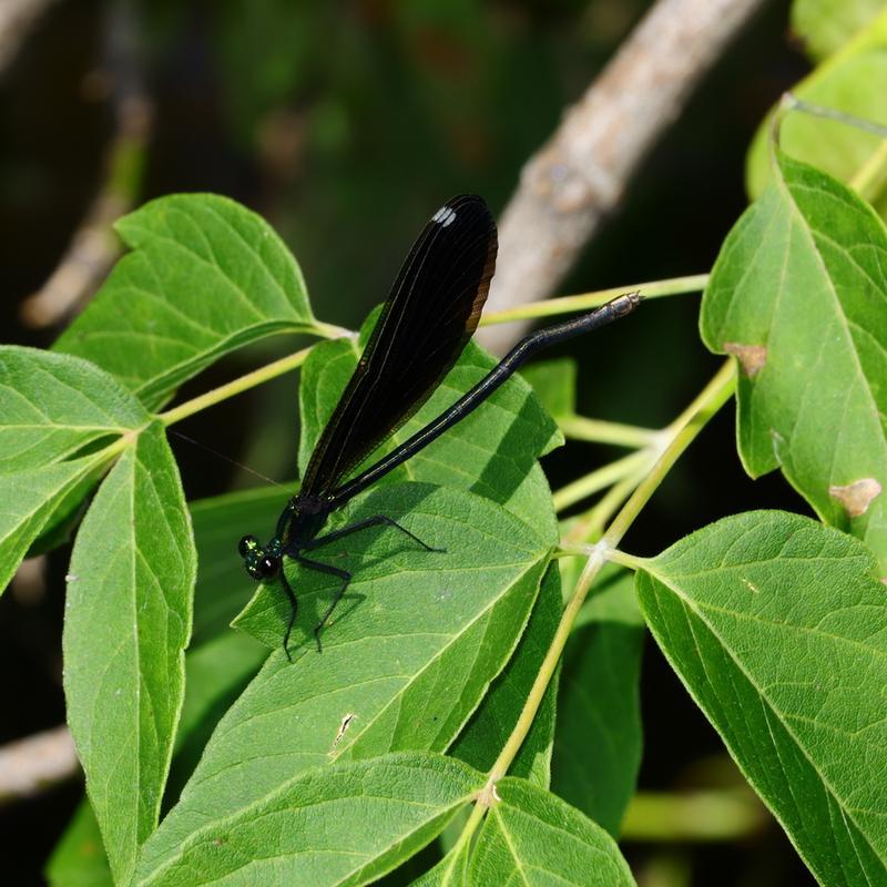 Photo of Ebony Jewelwing