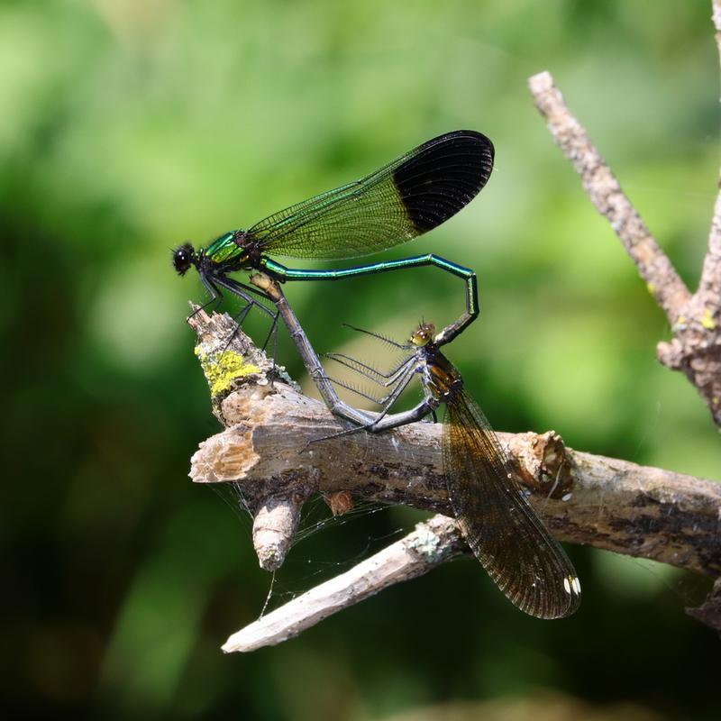Photo of River Jewelwing