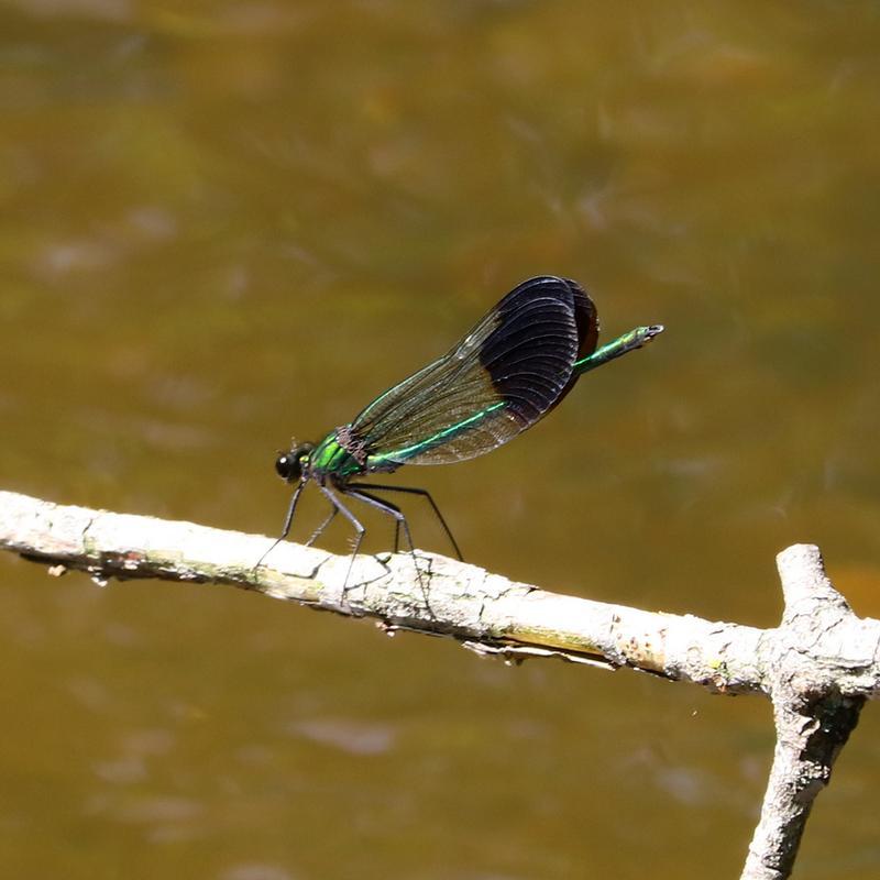 Photo of River Jewelwing