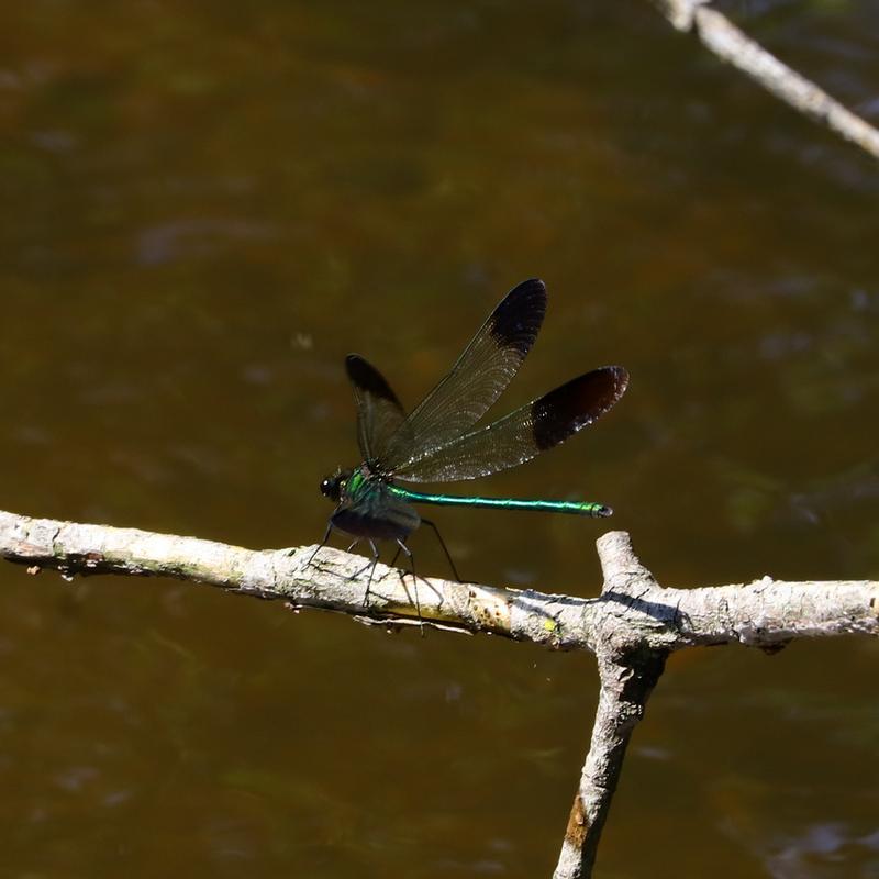 Photo of River Jewelwing