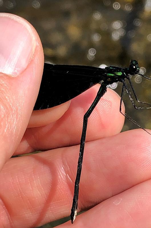 Photo of Ebony Jewelwing