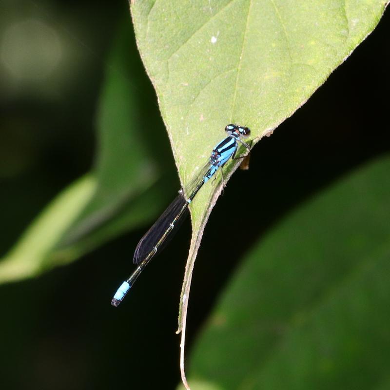 Photo of Skimming Bluet