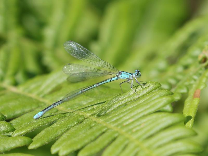 Photo of Slender Bluet