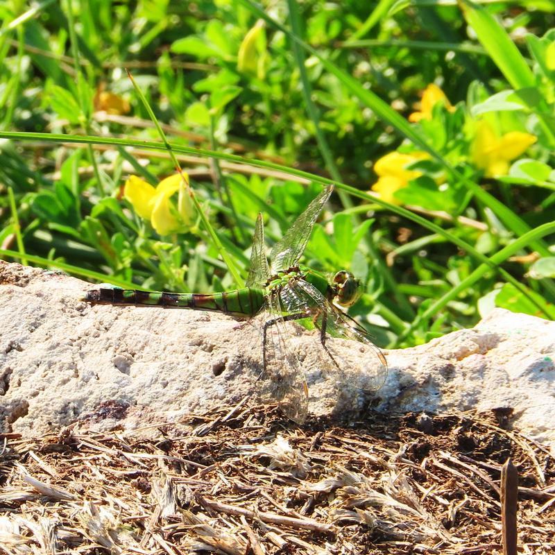 Photo of Eastern Pondhawk