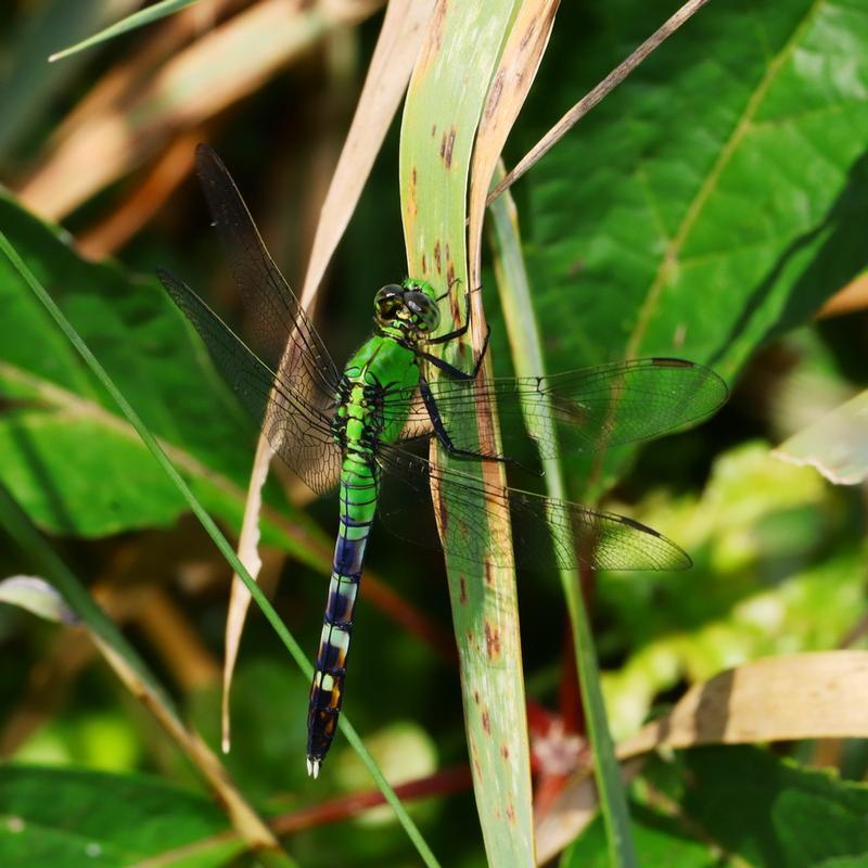 Photo of Eastern Pondhawk