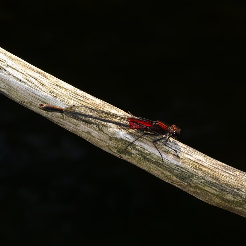 Photo of American Rubyspot