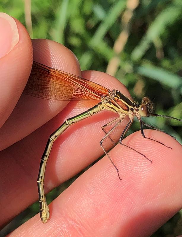 Photo of American Rubyspot