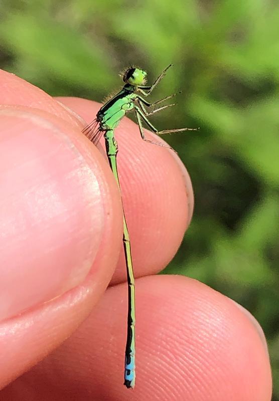 Photo of Eastern Forktail