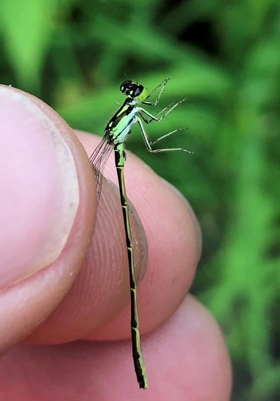 Photo of Fragile Forktail