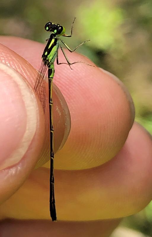 Photo of Fragile Forktail