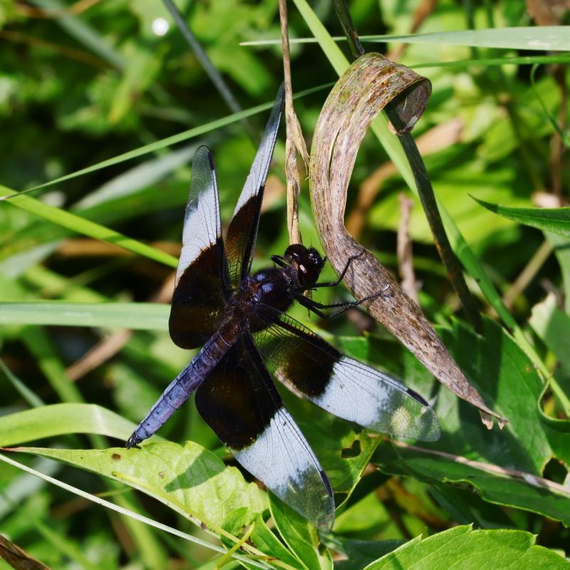 Photo of Widow Skimmer