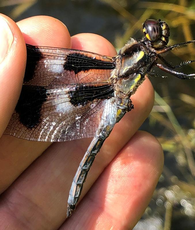 Photo of Twelve-spotted Skimmer