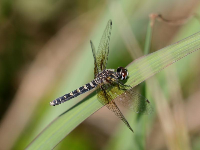 Photo of Elfin Skimmer