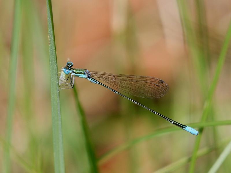 Photo of Sphagnum Sprite