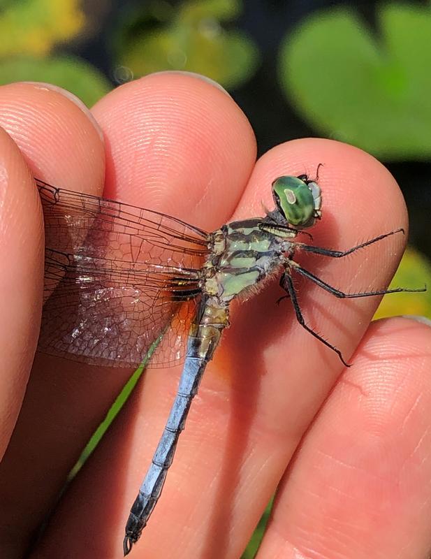 Photo of Blue Dasher