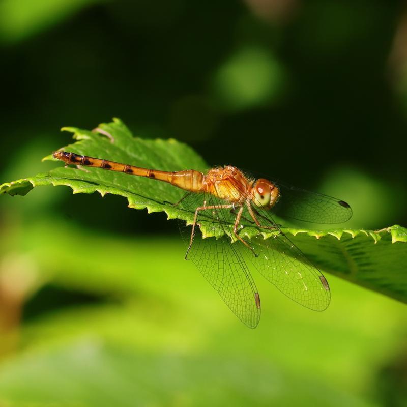 Photo of Autumn Meadowhawk