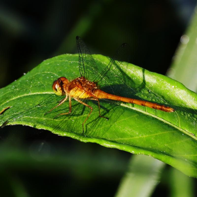 Photo of Autumn Meadowhawk