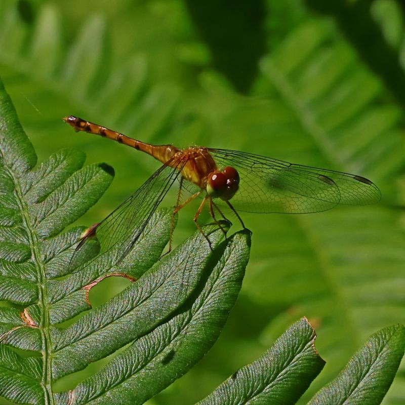 Photo of Autumn Meadowhawk