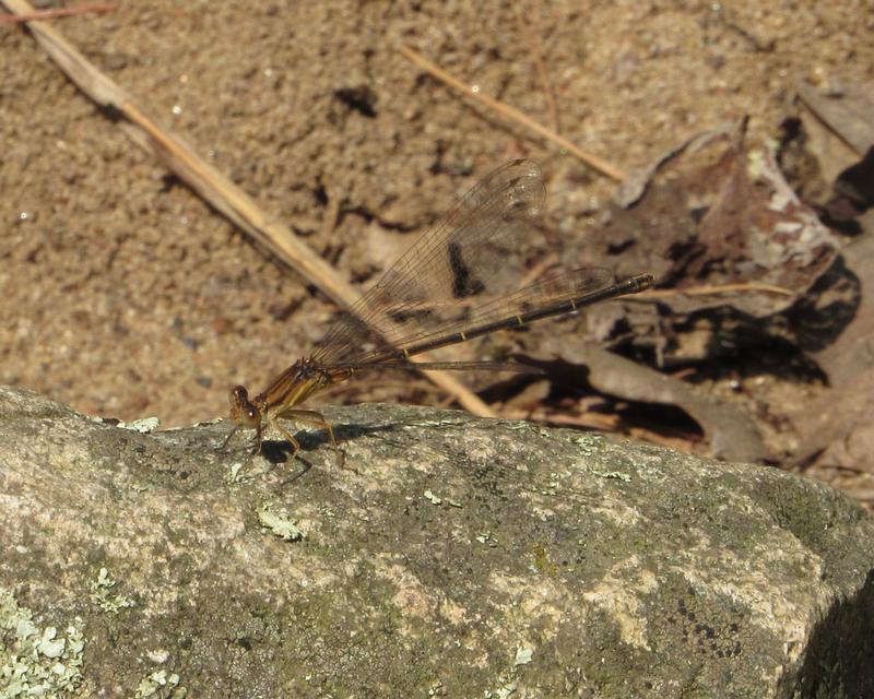 Photo of Blue-fronted Dancer