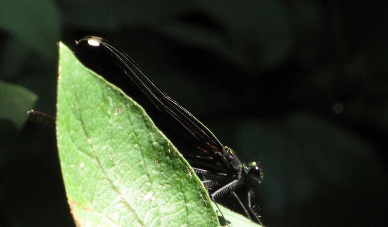 Photo of Ebony Jewelwing