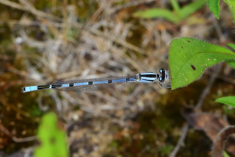 Photo of Familiar Bluet