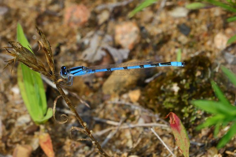 Photo of Familiar Bluet