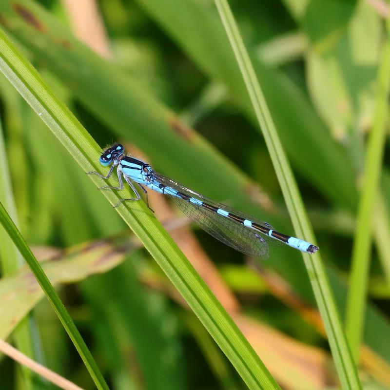 Photo of Tule Bluet
