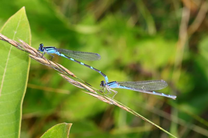 Photo of Tule Bluet