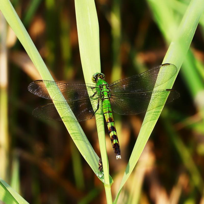 Photo of Eastern Pondhawk