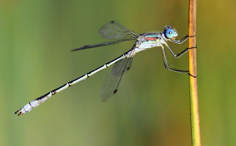 Photo of Lyre-tipped Spreadwing