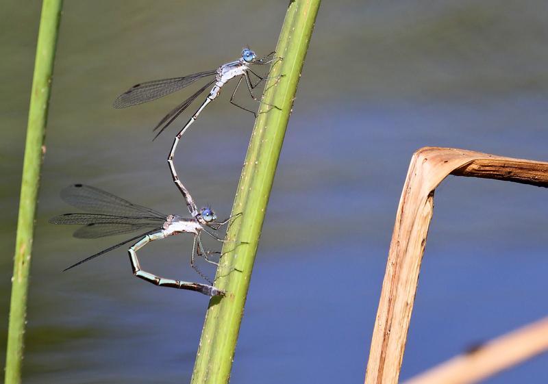 Photo of Slender Spreadwing