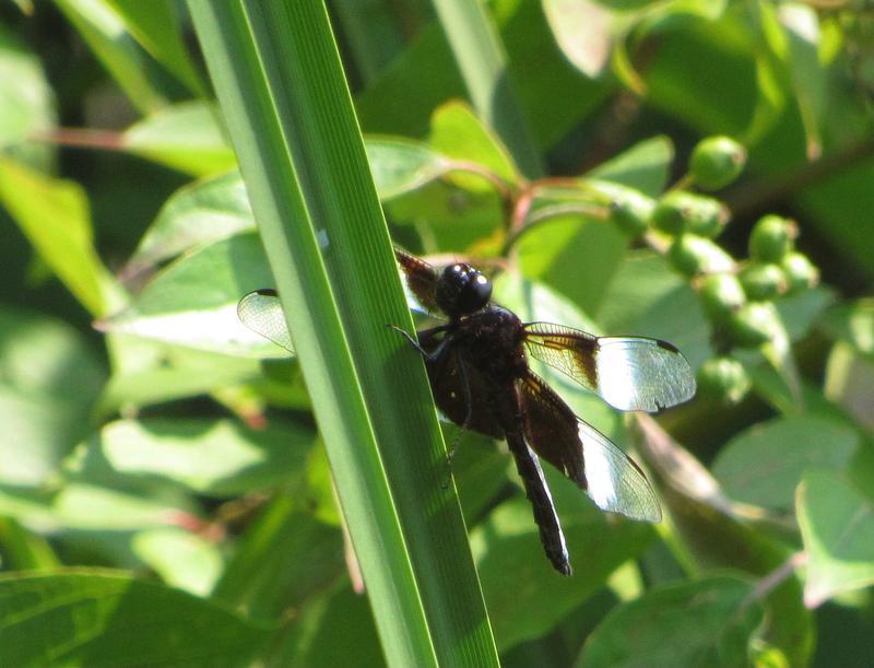 Photo of Widow Skimmer