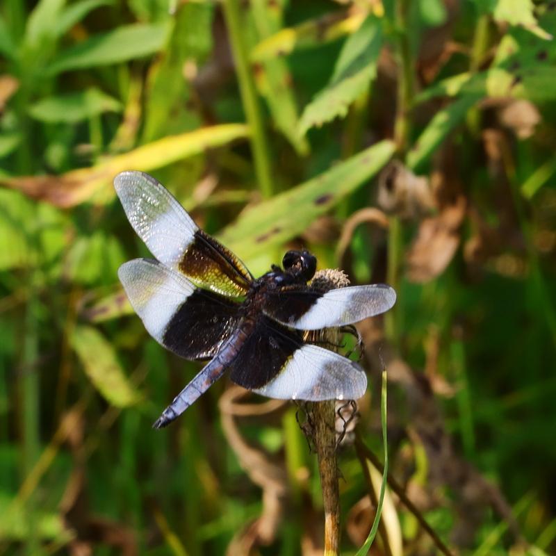 Photo of Widow Skimmer