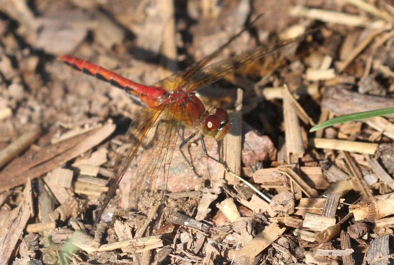 Photo of Cherry-faced Meadowhawk