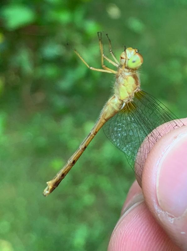 Photo of Autumn Meadowhawk