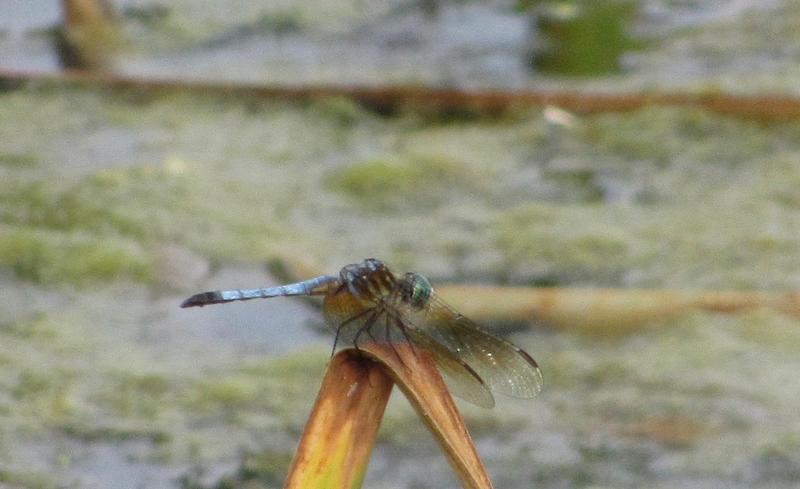 Photo of Blue Dasher