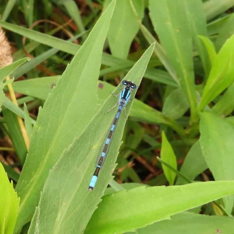 Photo of Tule Bluet