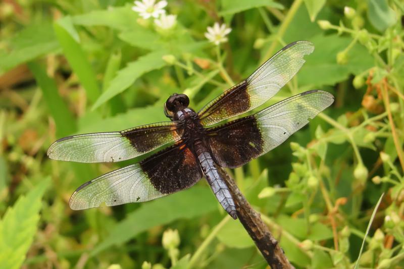 Photo of Widow Skimmer