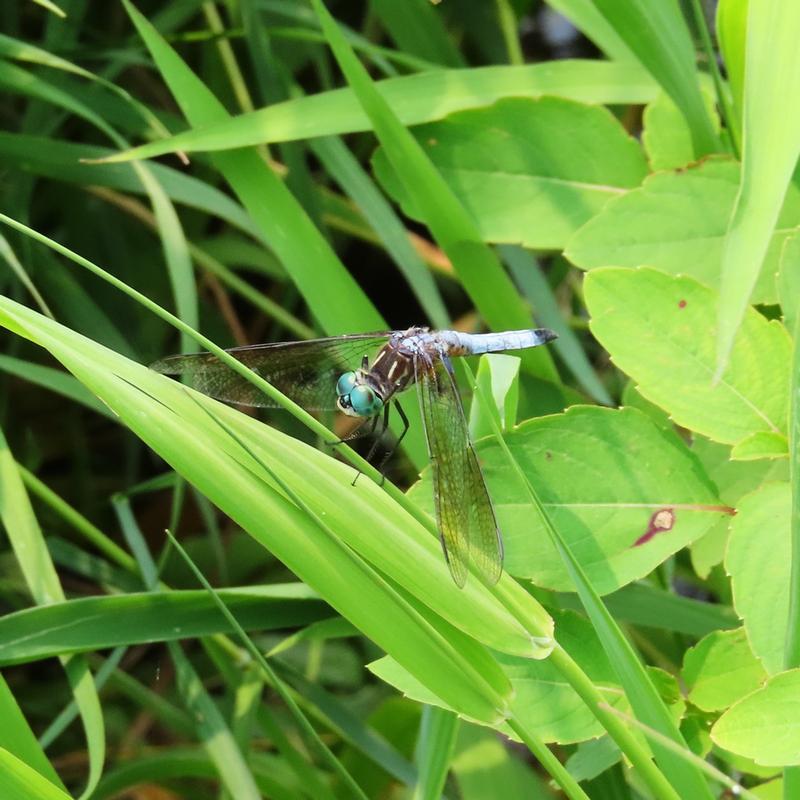 Photo of Blue Dasher