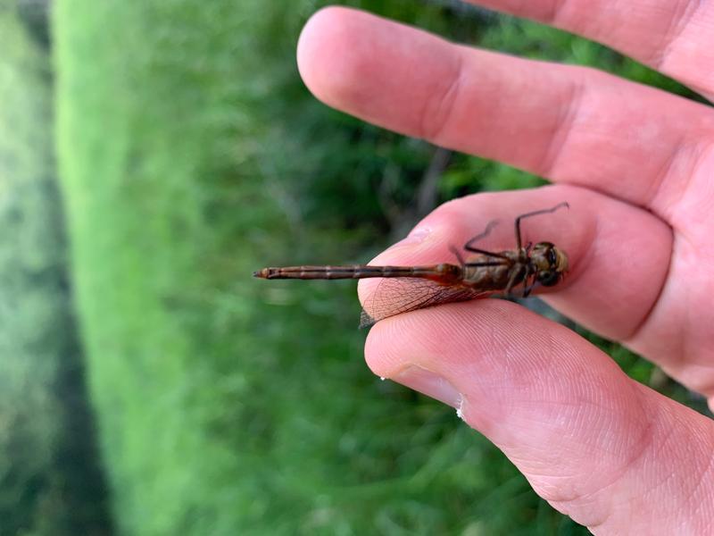 Photo of Cherry-faced Meadowhawk