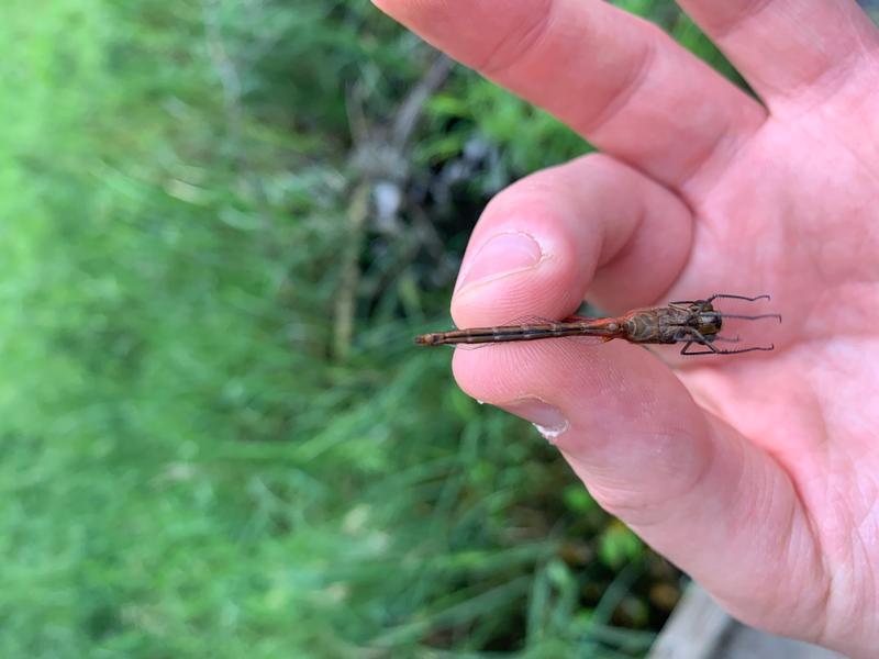 Photo of Cherry-faced Meadowhawk