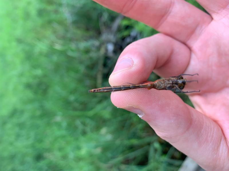 Photo of Cherry-faced Meadowhawk