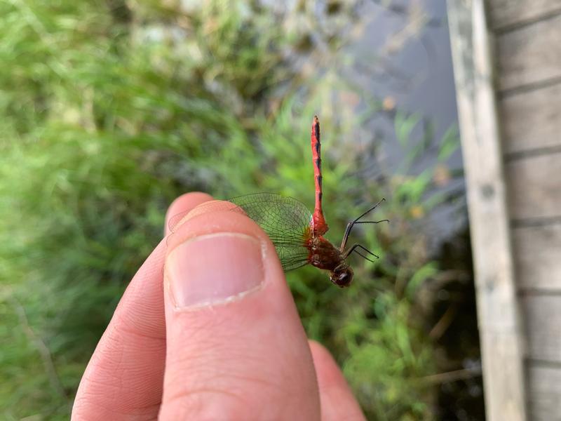 Photo of Cherry-faced Meadowhawk