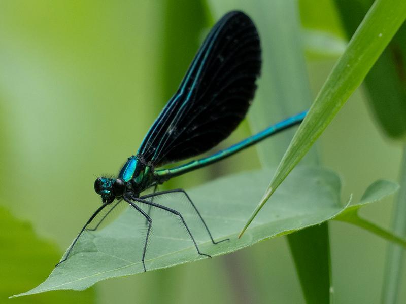 Photo of Ebony Jewelwing