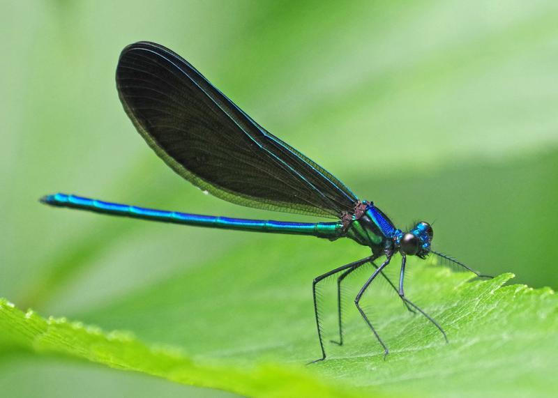 Photo of Ebony Jewelwing