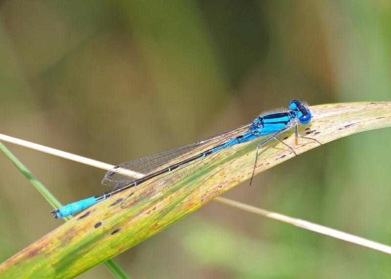 Photo of Azure Bluet