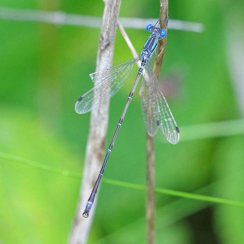 Photo of Slender Spreadwing